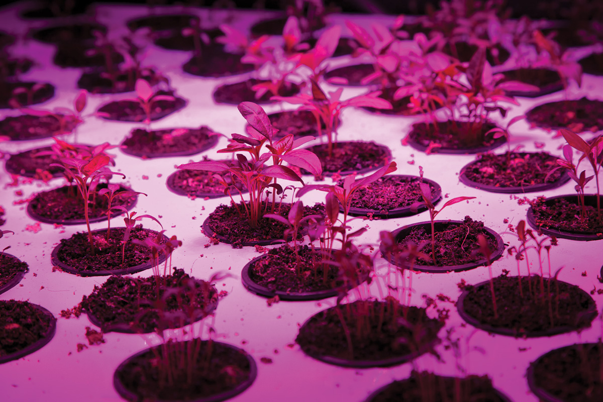 Il vantaggio di LED Grow Lights sulle tradizionali luci crescono