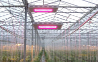 Eneltec andare all'agricoltura LED mercato dell'illuminazione