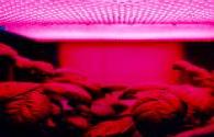 LED rosso per aumentare la materia vegetale